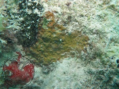 Monanchora arbuscula