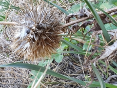 Tracheophyta