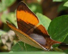 Marpesia marcella marcella