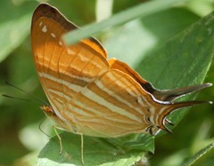 Marpesia marcella marcella