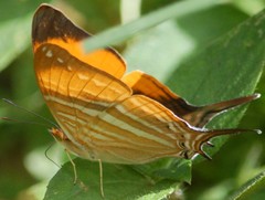 Marpesia marcella marcella