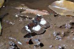Pseudacraea dolomena