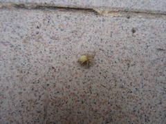 Cheiracanthium
