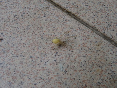 Cheiracanthium