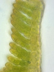 Polytrichum longisetum