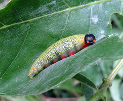 Telegonus alardus latia