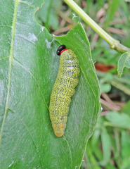 Telegonus alardus latia