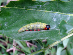 Telegonus alardus latia
