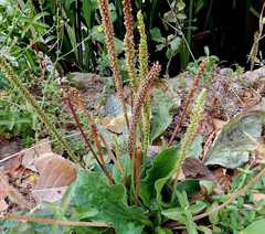Plantago