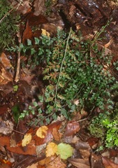 Asplenium hookerianum