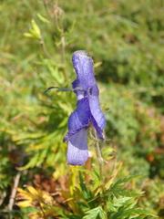 Aconitum nasutum