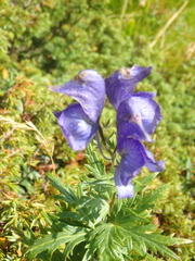 Aconitum nasutum