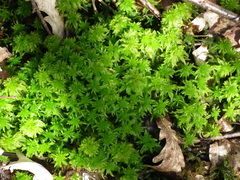 Sphagnum inundatum