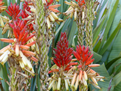 Aloe