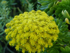 Aeonium arboreum