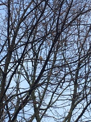 Cardinalis cardinalis