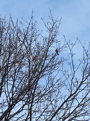 Cardinalis cardinalis