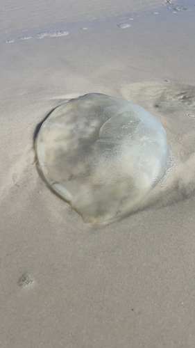 Cannonball Jelly photographed in Florida
