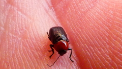 Cryptocephalus sanguinicollis