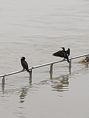 Phalacrocorax carbo