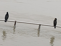 Phalacrocorax carbo