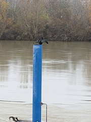 Phalacrocorax carbo