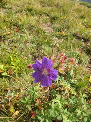 Geranium gymnocaulon