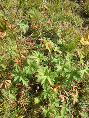 Geranium gymnocaulon