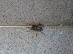 Lycosoides coarctata