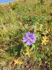 Geranium gymnocaulon