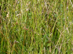 Carex flava