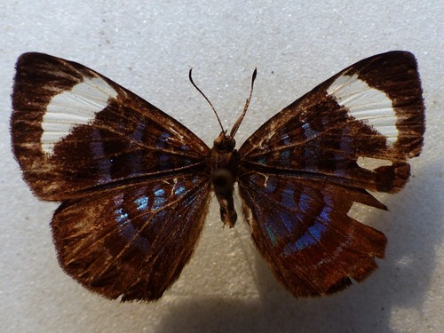 Voltinia theata · iNaturalist Mexico