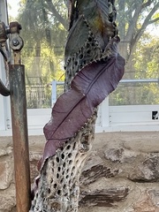 Strophocactus wittii