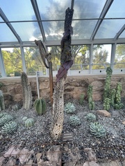 Strophocactus wittii