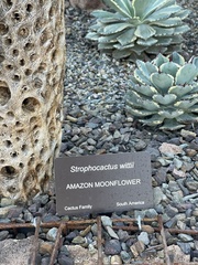 Strophocactus wittii