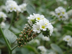 Heliotropium suaveolens