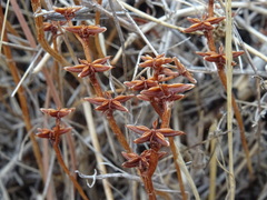 Phedimus stellatus