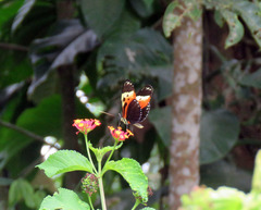 Heliconius hecale