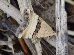 Pseudozarba bipartita