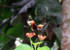 Heliconius hecale