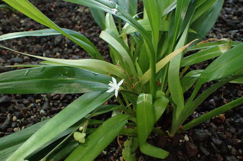 Chlorophytum alismifolium