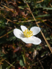 Anemonastrum speciosum