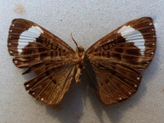 Voltinia theata