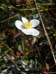 Anemonastrum speciosum