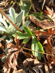 Anemonastrum speciosum