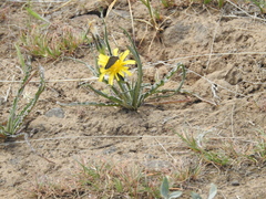 Nothocalais troximoides