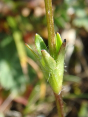Anemonastrum speciosum