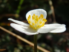 Anemonastrum speciosum