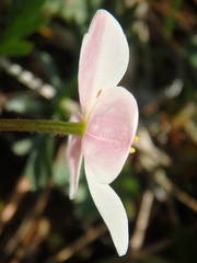 Anemonastrum speciosum