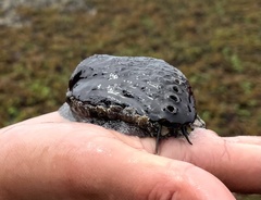 Haliotis spadicea